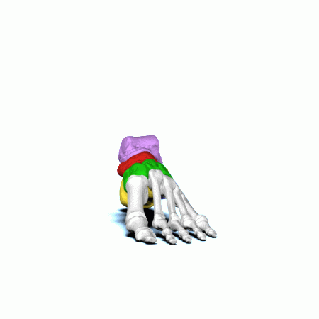 足骨格3D .gif