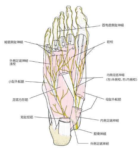 足底の神経.png