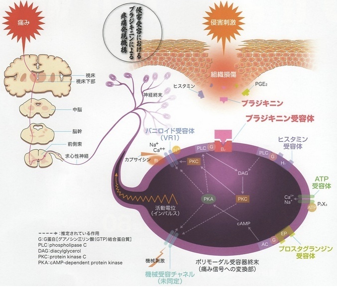 痛みの生理学.jpg