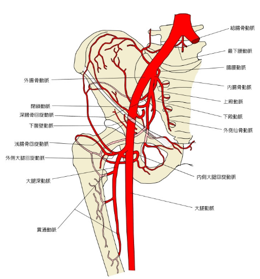 骨盤部動脈.png