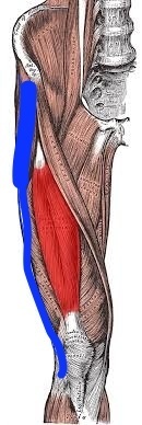 大腿筋膜張筋.jpg