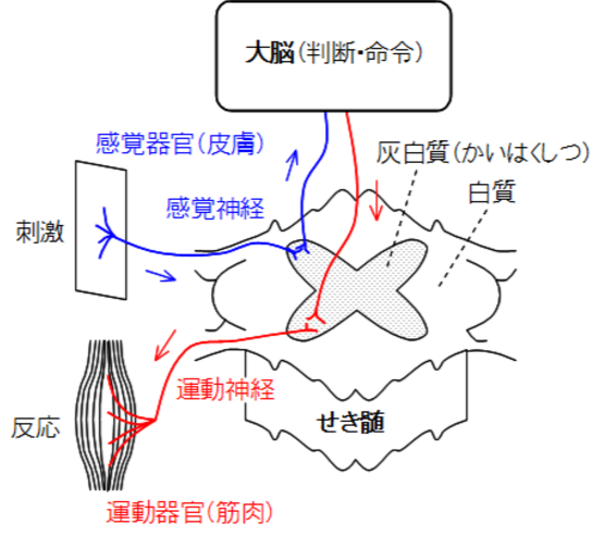 条件反射.png