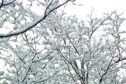 積雪2.jpg