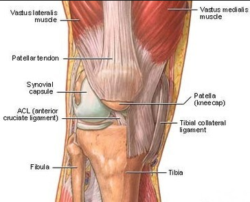 膝関節.png