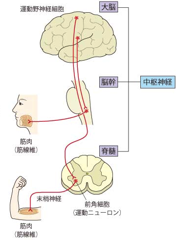 脳ー神経ー筋肉の関係.png