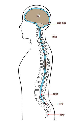 脳脊髄液.jpg