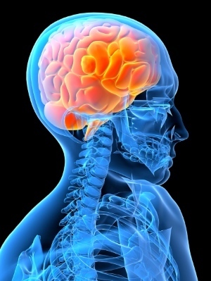 脳神経系.jpg